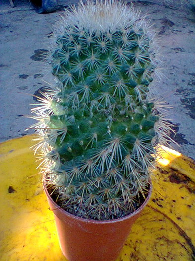 Fotogr.0065 - cactusi
