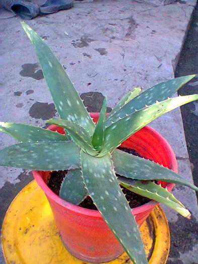 Fotogr.0063 - cactusi