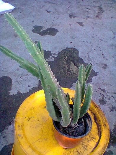 Fotogr.0058 - cactusi