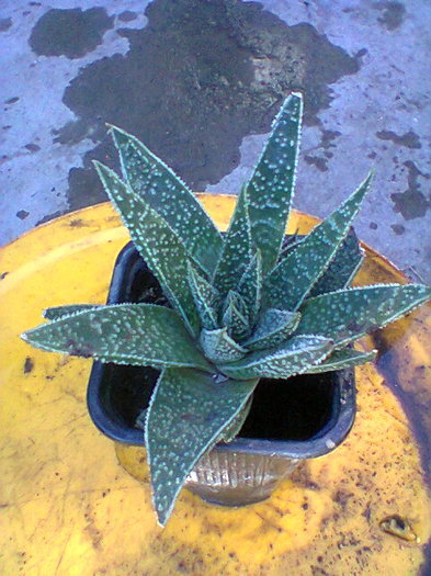 Fotogr.0057 - cactusi