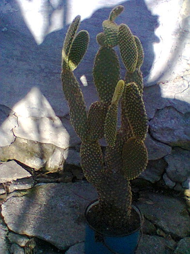 Fotogr.0051 - cactusi