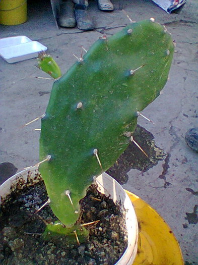 Fotogr.0050 - cactusi