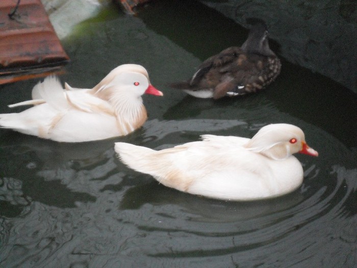 mandarin si carolin alb - RATE EXOTICE-exotic ducks