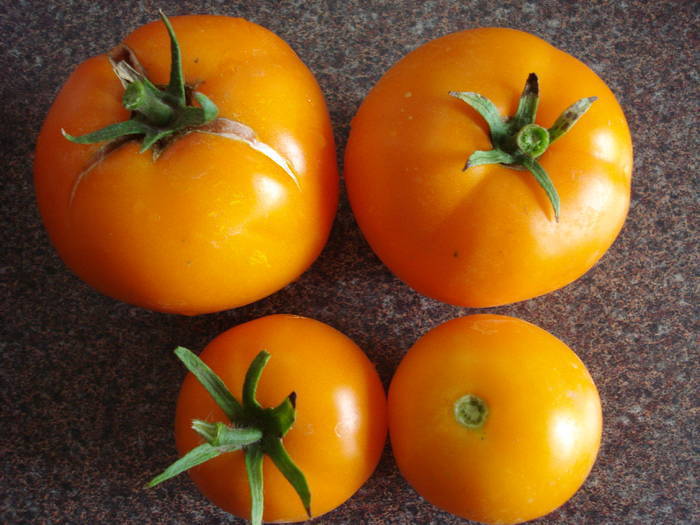 Zloty Ozarowski Tomatoes (2009, July 31)