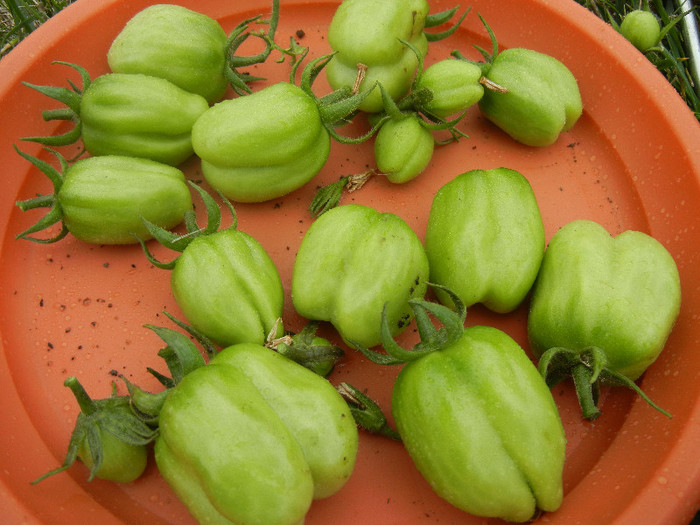 Yellow Stuffer Tomatoes (2012, Oct.14)