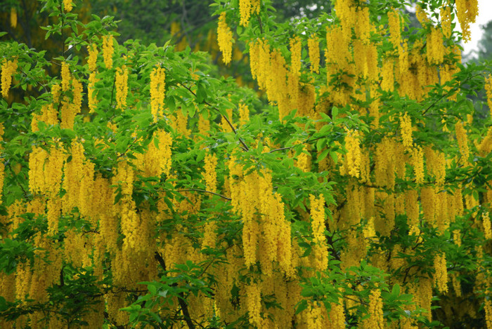 Laburnum_alpinum - a- copaci si plante diverse pt Romania