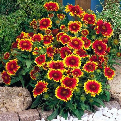 gaillardia aristata - a- copaci si plante diverse pt Romania