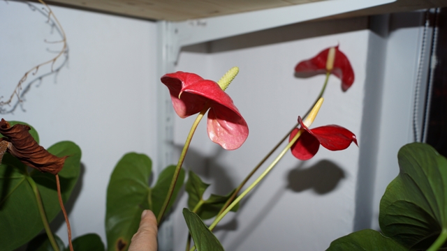 Anthurium de la colegi