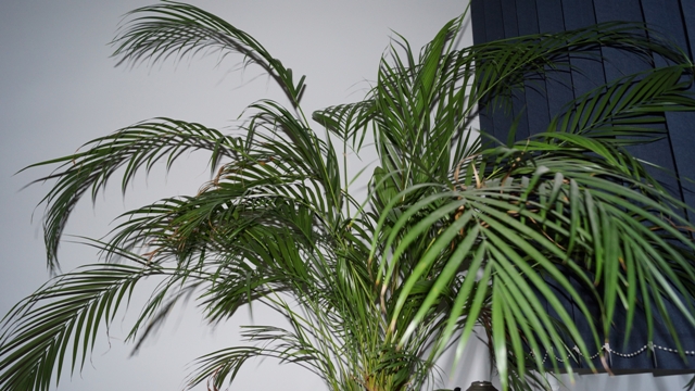 Areca, in apartament