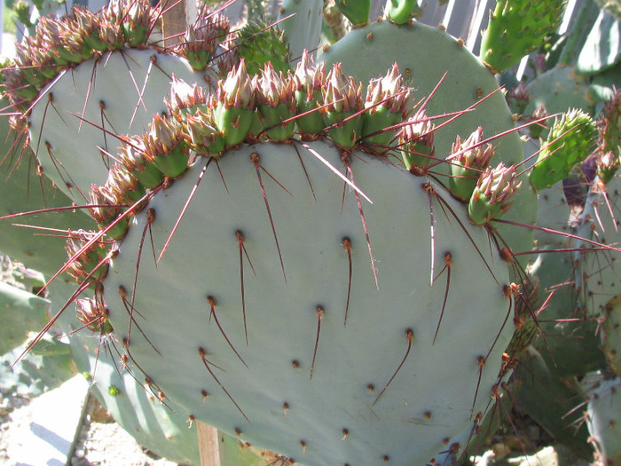 Opuntia azuria  Rose 1909; Origine: Mexic (Aguascalientes, Durango, San Luis Potosí, Zacatecas)
