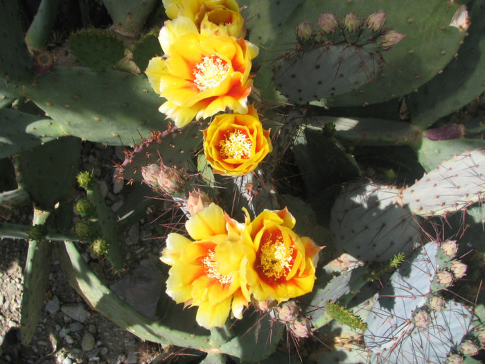 Opuntia azuria Rose 1909; Origine: Mexic (Aguascalientes, Durango, San Luis Potosí, Zacatecas)
