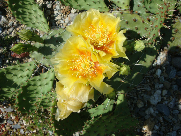 Opuntia cymochila Engelm. & J.M. Bigelow  1856; Origine: SUA (Vestul  Mijlociu) -hardy
