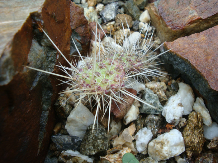 Opuntia erinacea  Engelm. & J.M. Bigelow 1856; - hady
