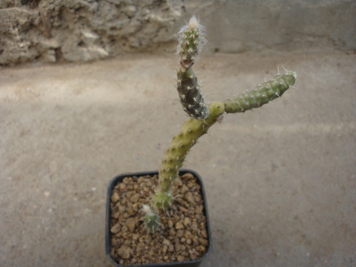 Opuntia pubescens H.L.Wendl. ex Pfeiff.1837