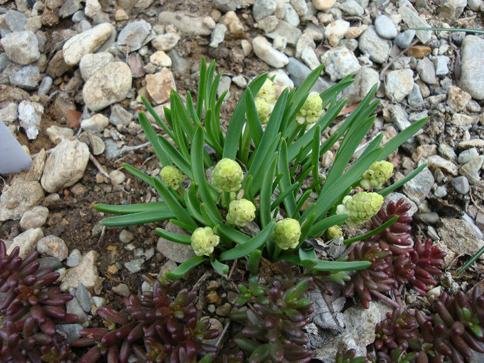 Muscari botryoides 'Album'; Plantă Hardy. Origine: Europa in centru și sud-est
