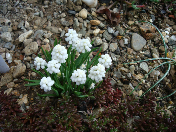 Muscari botryoides 'Album'; Plantă Hardy. Origine: Europa in centru și sud-est
