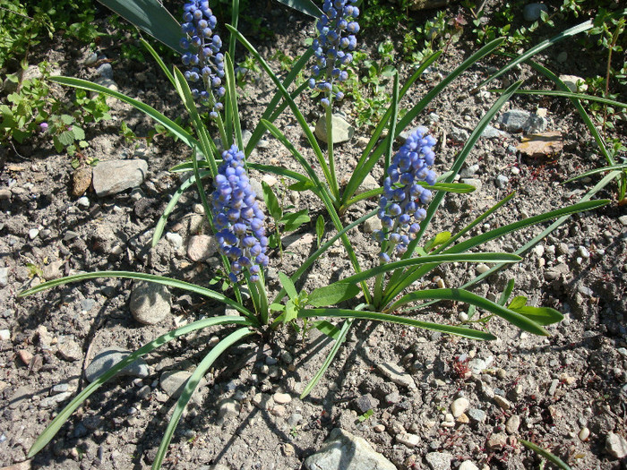 Muscari botryoides L. Mill.1768; Plantă Hardy.
Origine: Europa în centru și sud-est
