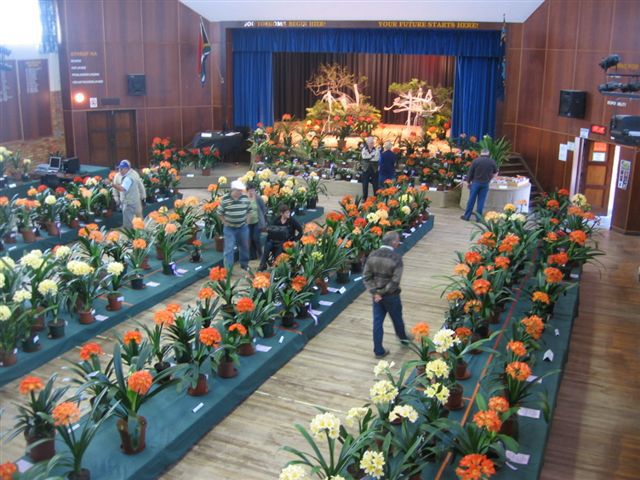 GeorgeShow2012024 - Expozitii Clivia