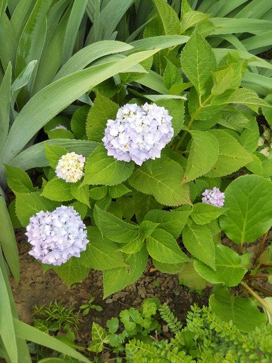 Hortensia - Gradina 2012