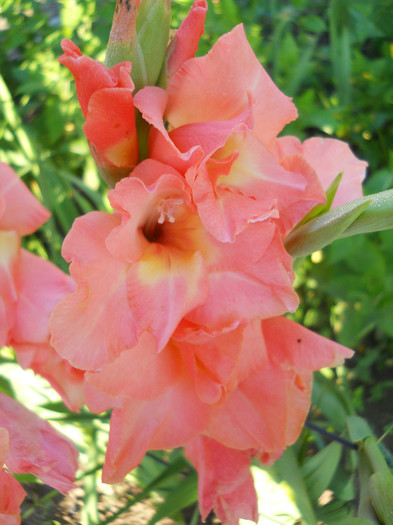 Gladiole