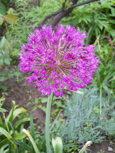 Allium - Gradina 2012