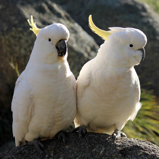 COCKATOOS