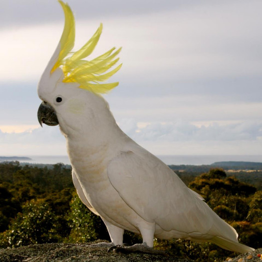 CRESTED COCKATOO