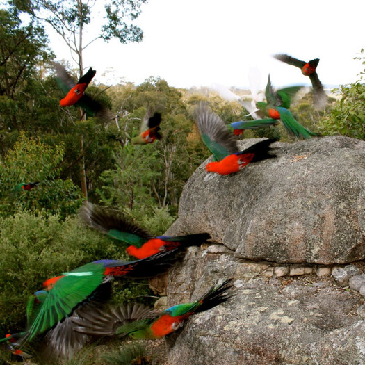 KING PARROTS