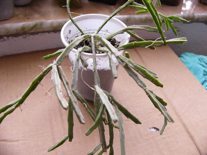 Rhipsalis