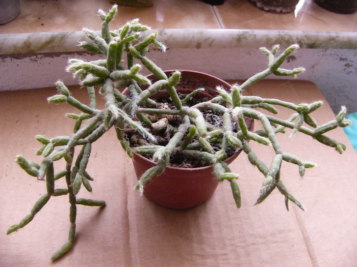 Rhipsalis