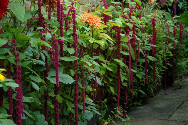 Amaranthus-stir decorativ