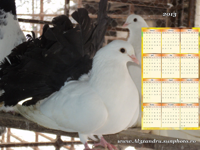 Calendar 2013 voltat alb coada neagra