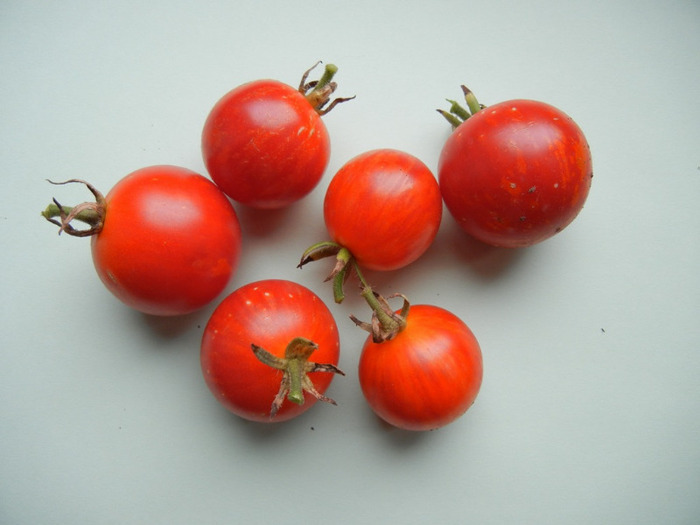 Tigerella Tomatoes (2011, September 09)