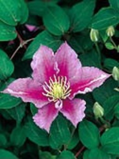 Clematis Piilu; gr2, dar merge si 1 (netaiata deloc)
