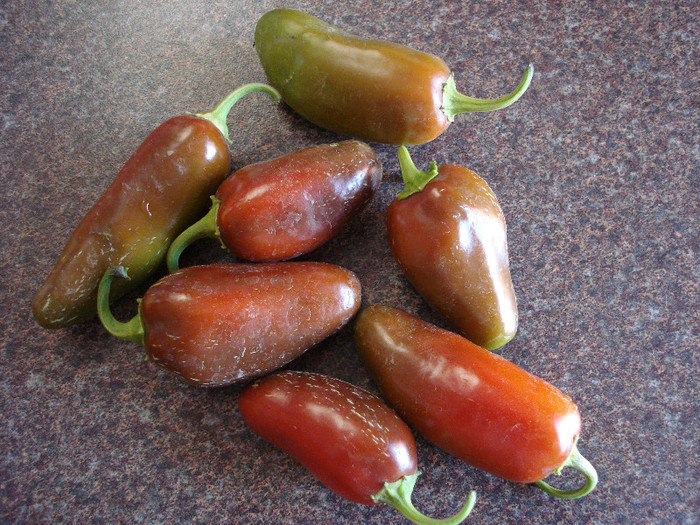 Jalapeno Peppers (2009, August 01) - Peppers Chili_Ardei Iuti