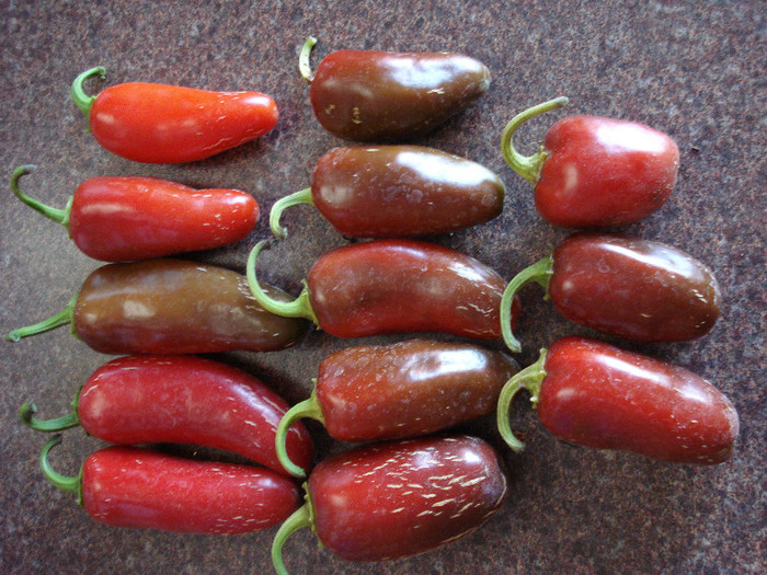 Hot Jalapenos (2009, August 13) - Peppers Chili_Ardei Iuti