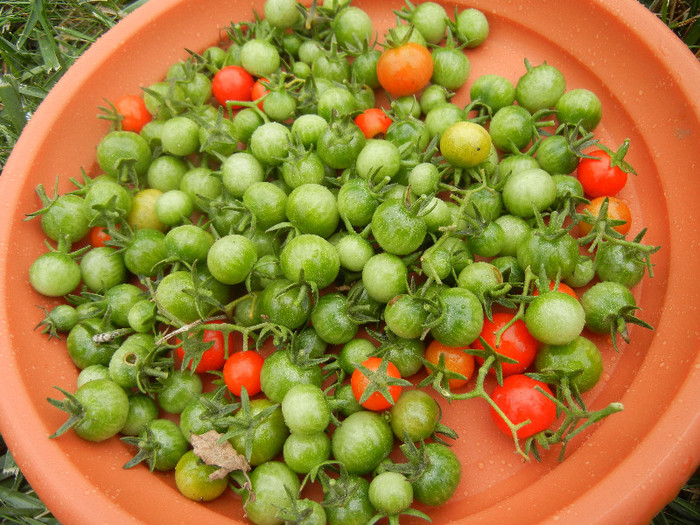Sweet Baby Tomatoes (2012, Oct.14)