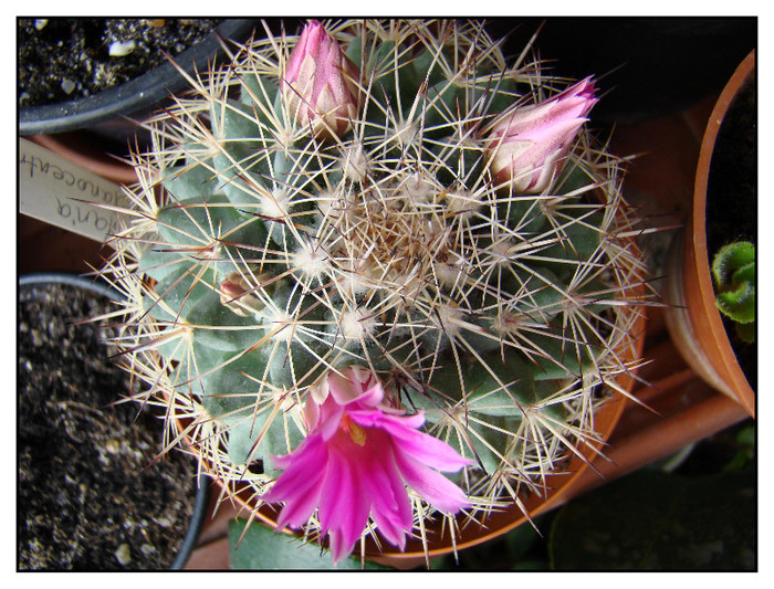 Mammillaria melanocentra