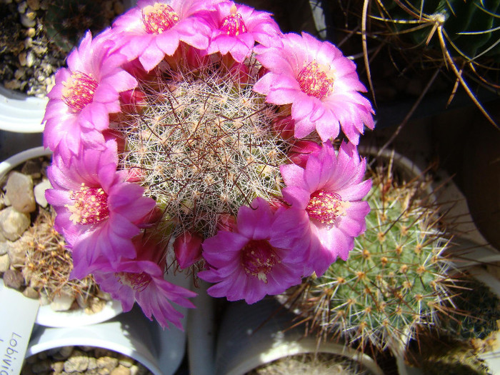 Mammillaria zeilmanniana