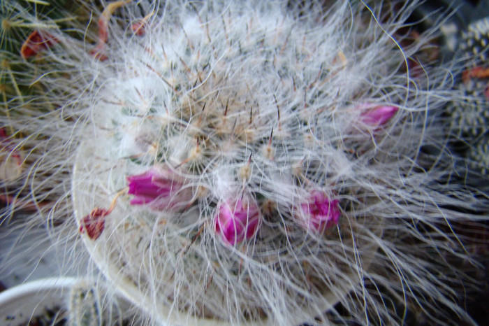 Mammillaria hahniana - xerofite