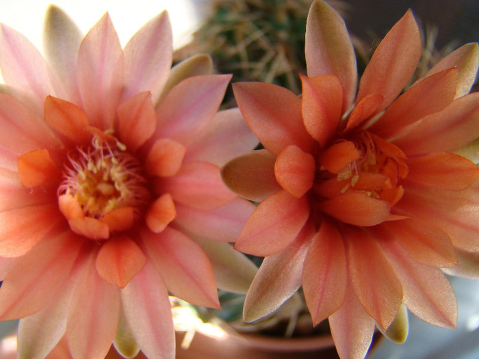 Gymnocalycium baldianum