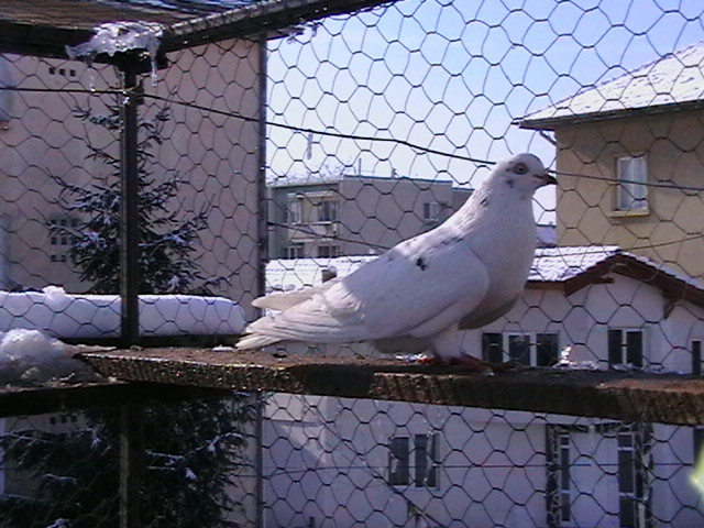 corcitura parlor cu galatean - de vanzare