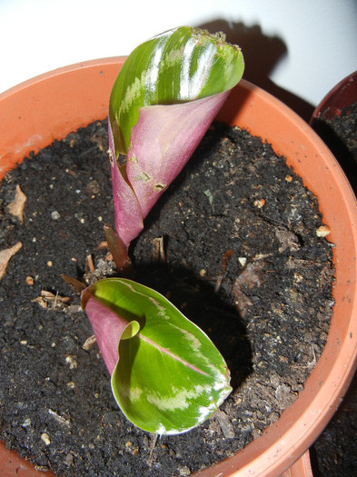 Calathea Roseopicta (2013, Jan.27)