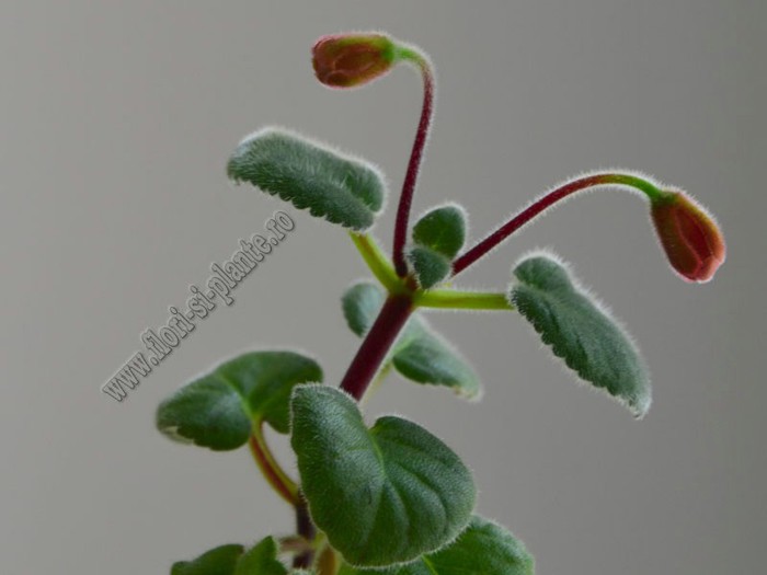 Sinningia Gabriel s Horn - GLOXINIA _ SINNINGIA