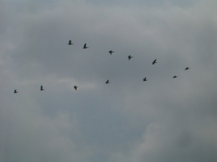pelicani; pelicani
