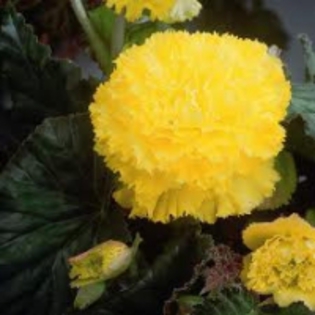 begonia fimbrilata yellow