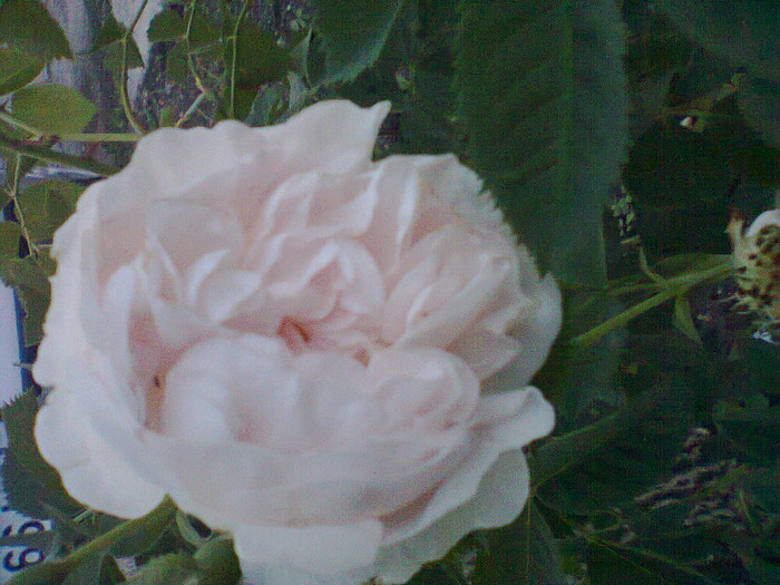 trandafirul asta infloreste foarte rar