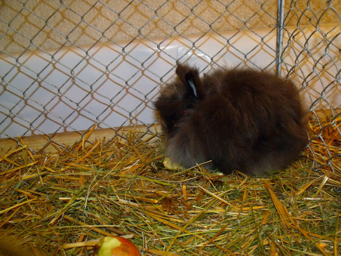 Angora pitic albastru - Expo Satu Mare 01-02-2013 Poze iepuri