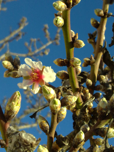 prima floare de migdal -la noi in livada