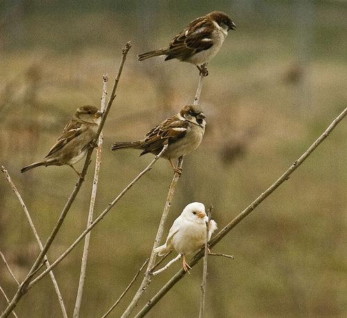 vrabie albino